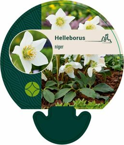 Helleborus niger C2 - afbeelding 4