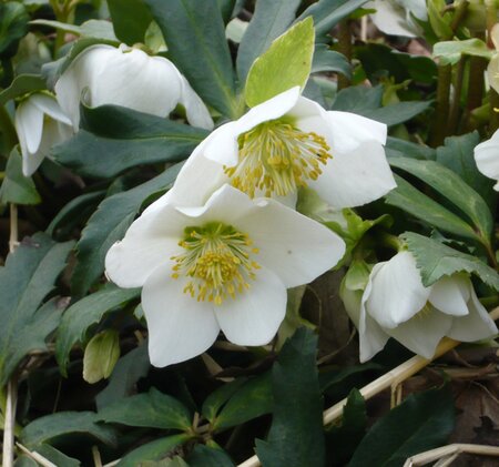 Helleborus niger C2 - afbeelding 9