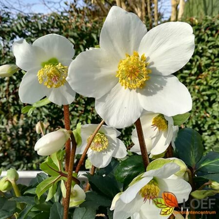 Helleborus niger C2 - afbeelding 2