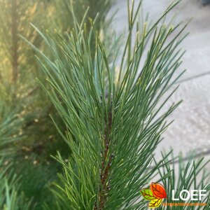 Pinus nigra nigra 175/200 KL. - afbeelding 1