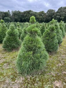 Pinus nigra nigra 175/200 KL. - afbeelding 2