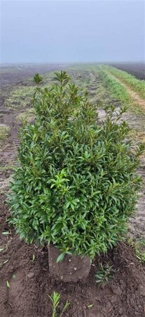 Prunus laur. 'Sofia' 100/125 KL. - afbeelding 6