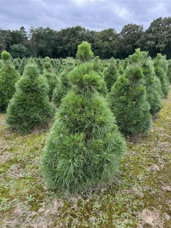 Pinus nigra nigra 125/150 KL. - afbeelding 2