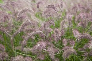 Pennisetum orientale 'Karley Rose' P9 - afbeelding 1