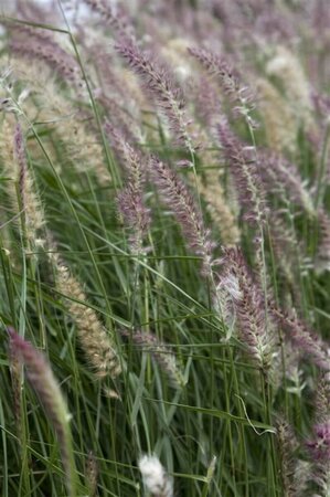 Pennisetum orientale 'Karley Rose' P9 - afbeelding 2