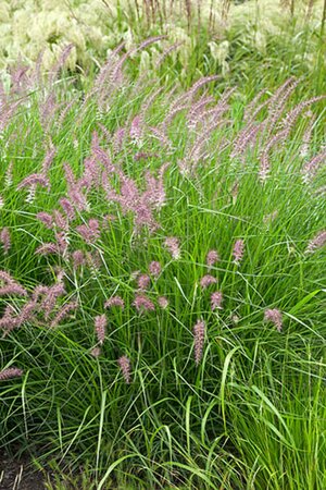 Pennisetum orientale 'Karley Rose' P9 - afbeelding 3