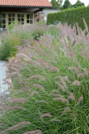 Pennisetum orientale 'Karley Rose' P9 - afbeelding 4