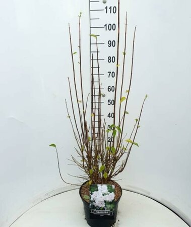 Philadelphus 'Virginal' 125/150 KL. - afbeelding 2