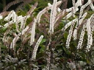 Actaea simplex 'Brunette' C2 - afbeelding 1