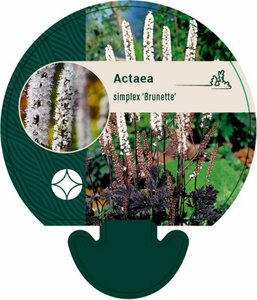 Actaea simplex 'Brunette' C2 - afbeelding 2