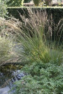 Molinia caerulea 'Moorhexe' C2 - afbeelding 6