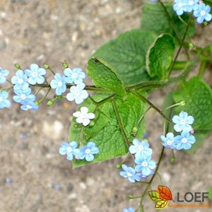 Brunnera macrophylla C1.5 - afbeelding 5