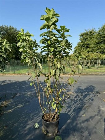 Prunus padus 100/125 C. - afbeelding 6