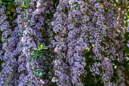 Buddleja alternifolia C2 - afbeelding 1