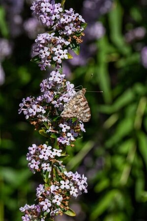 Buddleja alternifolia C2 - afbeelding 2