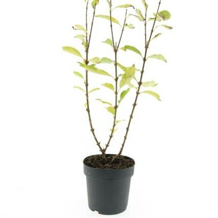 Forsythia intermedia 'Spectabilis' C2 - afbeelding 8