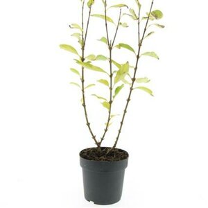 Forsythia intermedia 'Spectabilis' C2 - afbeelding 8