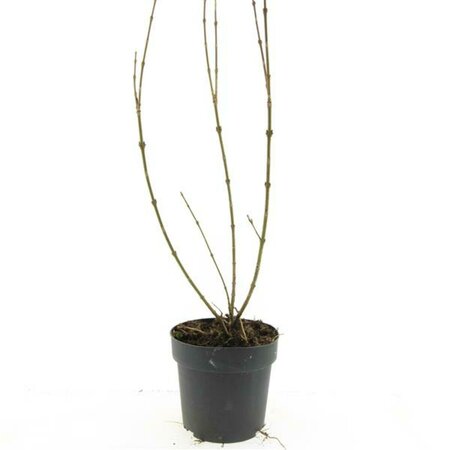Forsythia intermedia 'Spectabilis' C2 - afbeelding 12