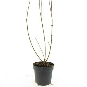 Forsythia intermedia 'Spectabilis' C2 - afbeelding 12