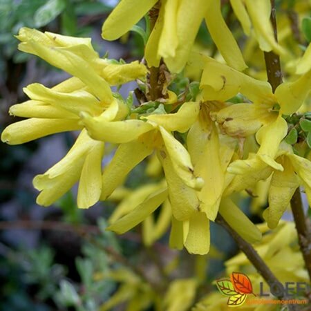 Forsythia intermedia 'Spectabilis' C2 - afbeelding 1