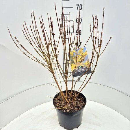 Forsythia intermedia 'Spectabilis' C2 - afbeelding 2
