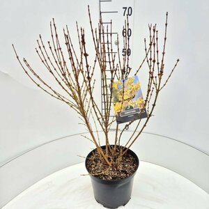 Forsythia intermedia 'Spectabilis' C2 - afbeelding 2