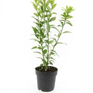Forsythia intermedia 'Spectabilis' C2 - afbeelding 11