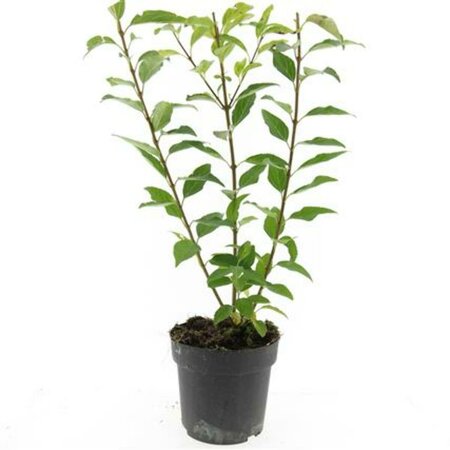 Forsythia intermedia 'Spectabilis' C2 - afbeelding 10