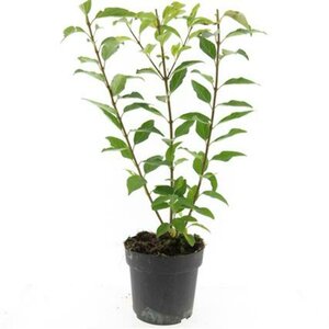 Forsythia intermedia 'Spectabilis' C2 - afbeelding 10
