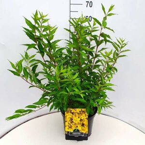 Forsythia intermedia 'Spectabilis' C2 - afbeelding 13