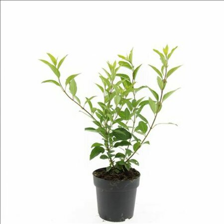 Forsythia intermedia 'Spectabilis' C2 - afbeelding 7
