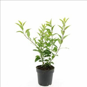 Forsythia intermedia 'Spectabilis' C2 - afbeelding 7