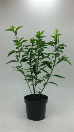 Forsythia intermedia 'Spectabilis' C2 - afbeelding 6