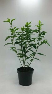 Forsythia intermedia 'Spectabilis' C2 - afbeelding 6