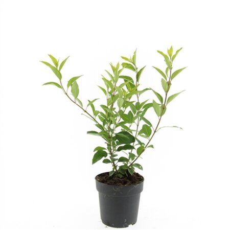 Forsythia intermedia 'Spectabilis' C2 - afbeelding 5