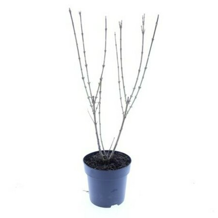Forsythia intermedia 'Spectabilis' C2 - afbeelding 4