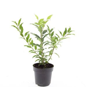 Forsythia intermedia 'Spectabilis' C2 - afbeelding 9