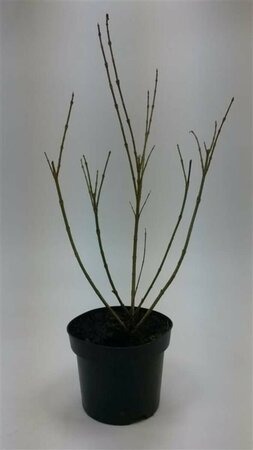 Forsythia intermedia 'Spectabilis' C2 - afbeelding 3