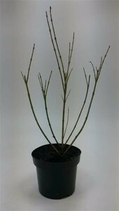 Forsythia intermedia 'Spectabilis' C2 - afbeelding 3