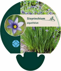 Sisyrinchium angustifolium P9 - afbeelding 3