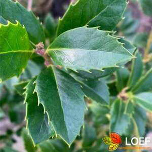 Ilex meserveae 'Heckenfee' 125/150 KL. - afbeelding 1