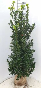 Ilex meserveae 'Heckenfee' 125/150 KL. - afbeelding 2