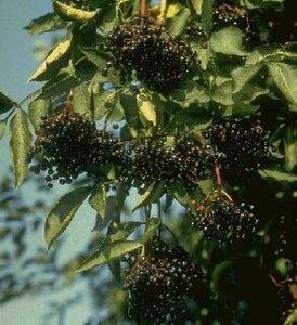 Sambucus nigra 125/150 KL. - afbeelding 1