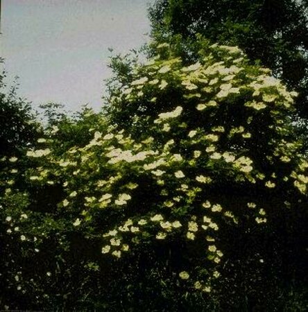 Sambucus nigra 125/150 KL. - afbeelding 3