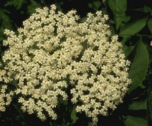 Sambucus nigra 125/150 KL. - afbeelding 4