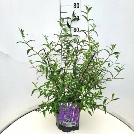 Buddleja davidii 'Black Knight' C10 - afbeelding 2