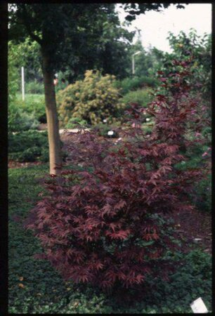 Acer palmatum 'Fireglow' 300/350 C. Solitair - afbeelding 2