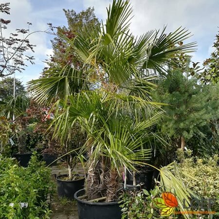 Trachycarpus fortunei ST. 40 C.  - afbeelding 3