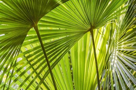 Trachycarpus fortunei ST. 40 C.  - afbeelding 2