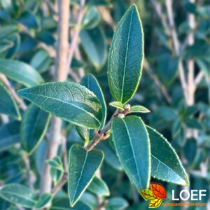 Osmanthus burkwoodii Leischerm 70 x 120 C. - afbeelding 1